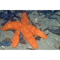 A bright orange Five-armed Seastar on sand.