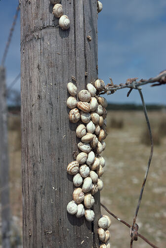Many White Italian Snails clustered together on the side of a fence post.
