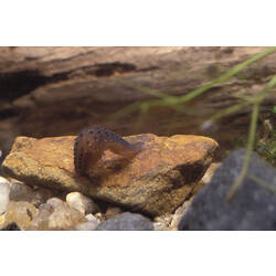 A Freshwater Leech on a stone underwater.