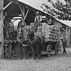 Negative - Loading Cases of Fruit for Jam on Horse-Drawn Wagon, Merrigum, Victoria, circa 1920