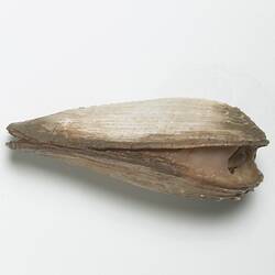 Barnea australasiae; shell exterior.