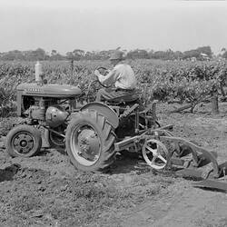 Negative - International Harvester, Farmall A Tractor & GL-151 Ploughing in Vineyard, C. Giovannini, Nyah West, 1940