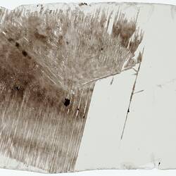 Mineral Sample - Mica, Harts Range, 1940s