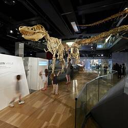 Tyrannosaurid dinosaur cast on display in gallery.