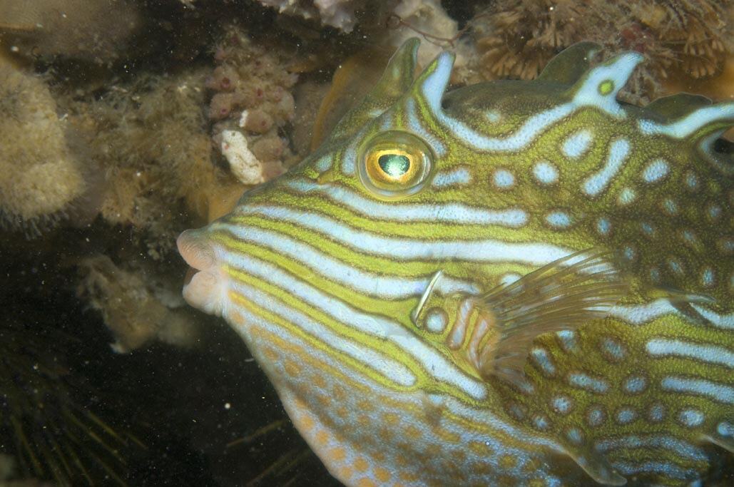 Shaw Fish Aracana aurita (Shaw, 1798), Shaw's Cowfish