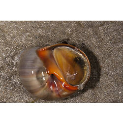 Marine snail on sand, operculum visible in aperture.