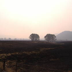 Digital Photograph - View Across Burnt Paddocks, Black Saturday Bushfires, Rosewhite, Victoria, 9 Feb 2009