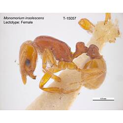 Ant specimen, lateral view.