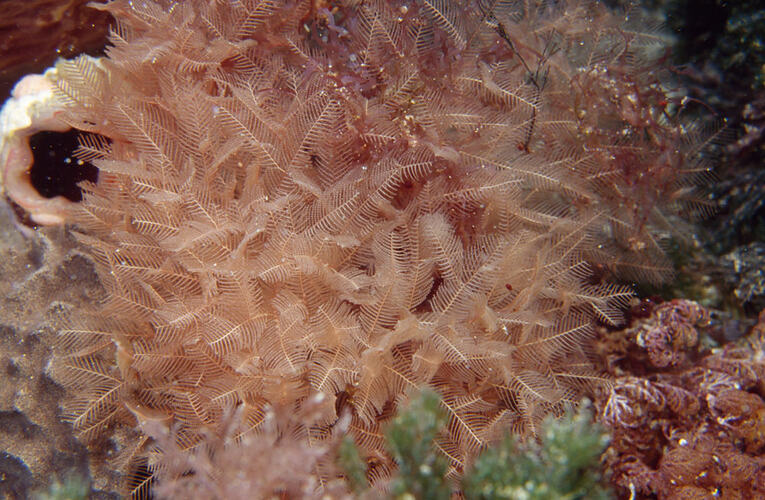 Colony of hydroids on reef.