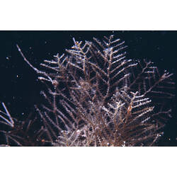 Detail of hydroid colony.