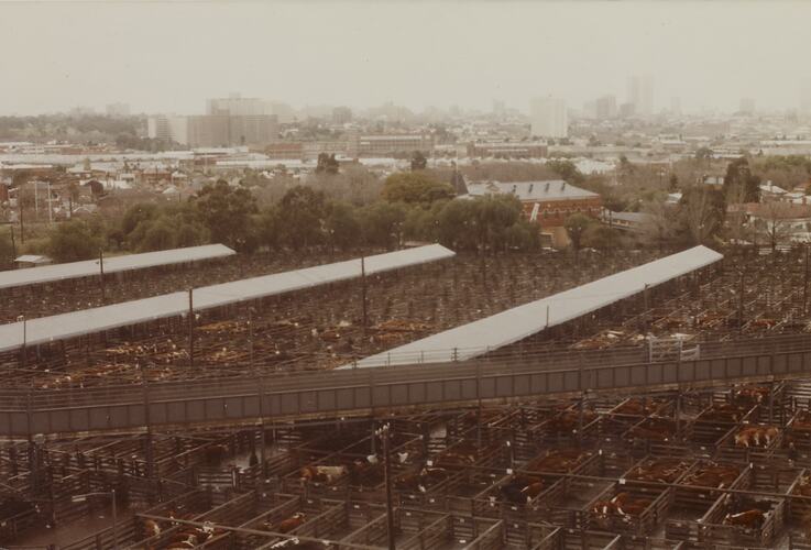 Aerial View of Newmarket Saleyards, Sept 1985