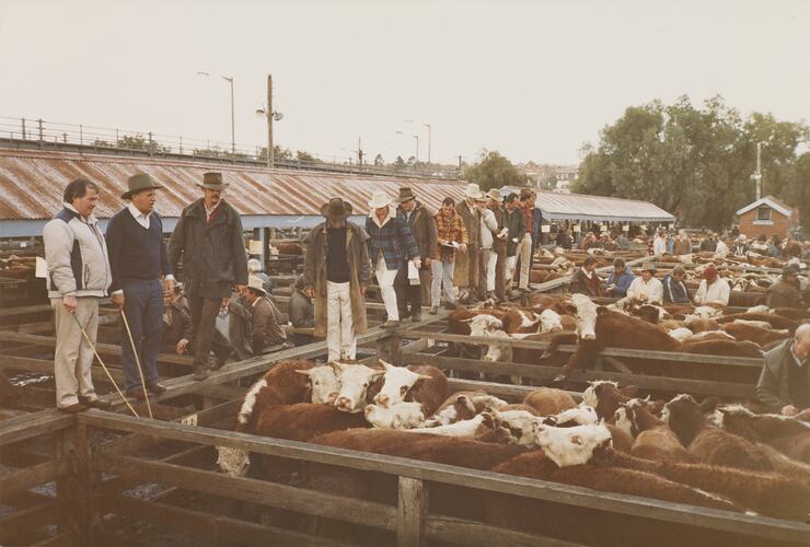 Cattle Sales, Newmarket Saleyards, Sept 1985