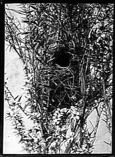 Nest in tree.