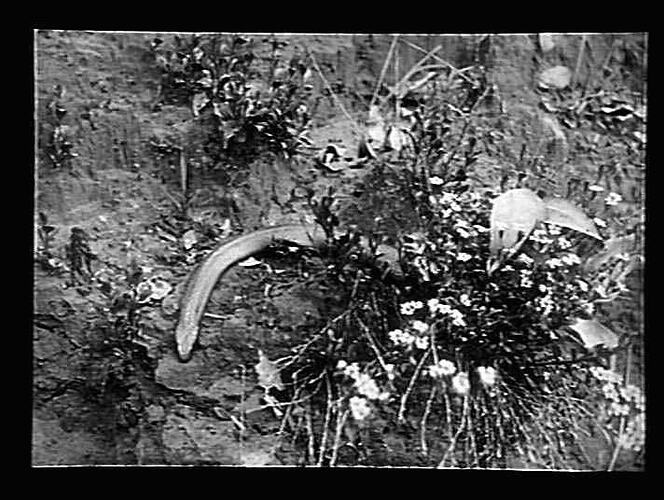 Negative - Glass