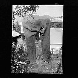 Glass Negative - Pair of Trousers, by A.J. Campbell, Australia, circa 1900
