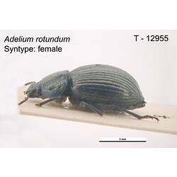 Beetle specimen, lateral view.