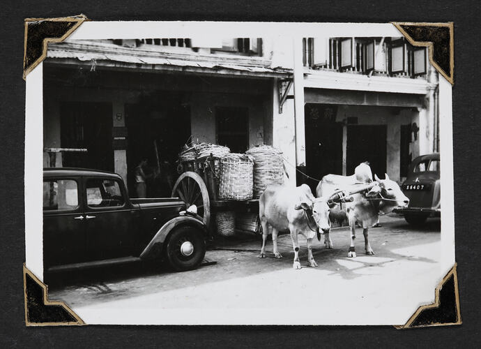 Two cows harnessed to loaded cart next to automobile.