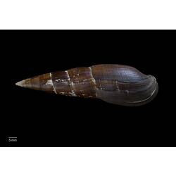 Narrow, pointed brown snail shell, dorsal view.