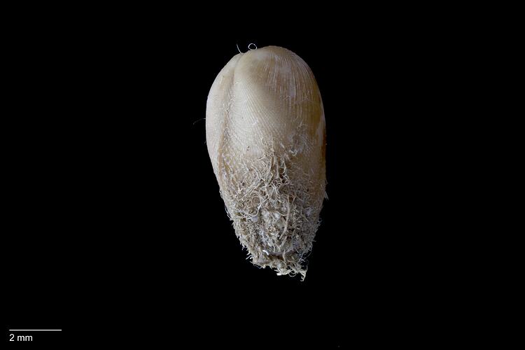 White and brown bivalve shell.