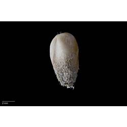 White and brown bivalve shell.