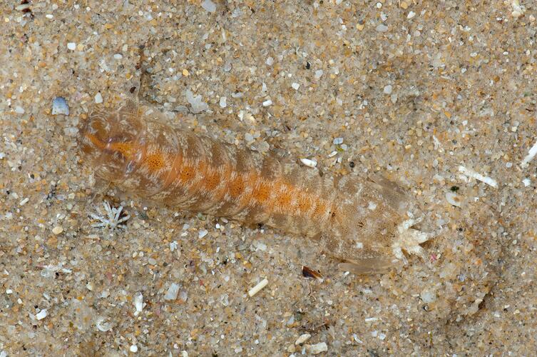 Mantis shrimp on sandy sea bottom.