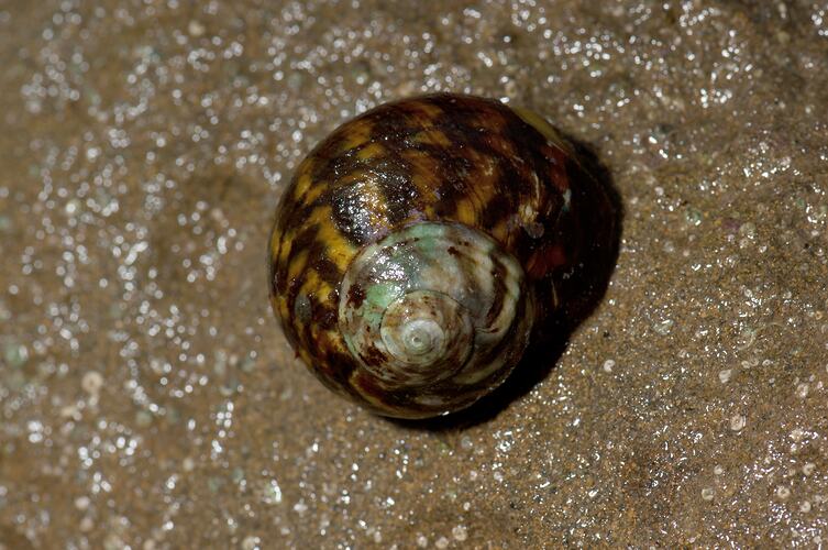 Banded marine snail on rock.