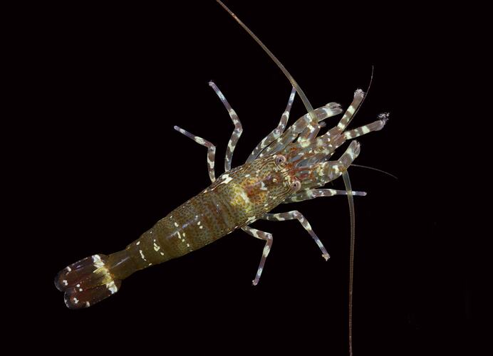 Dorsal view of prawn with striped legs and tail.