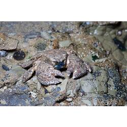 <em>Lomis hirta</em>, Hairy Stone Crab. Bunurong Marine National Park, Victoria.