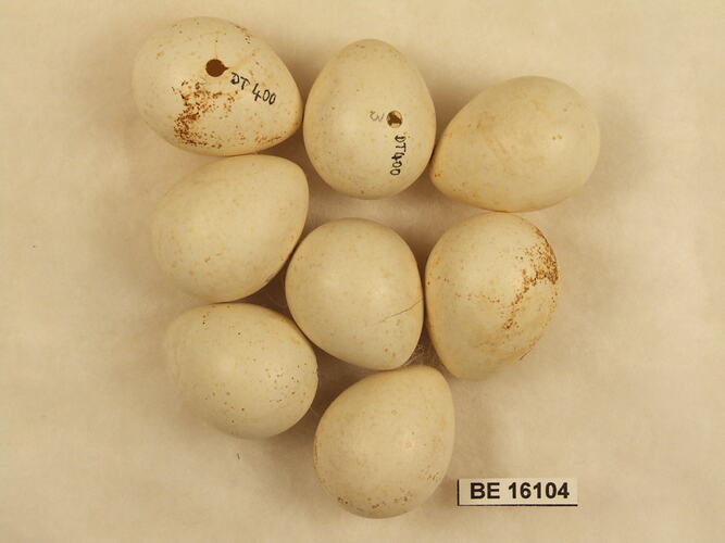 Eight bird eggs with specimen label.