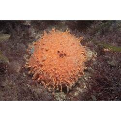 Spherical orange sponge with spiky protrusions on seabed.