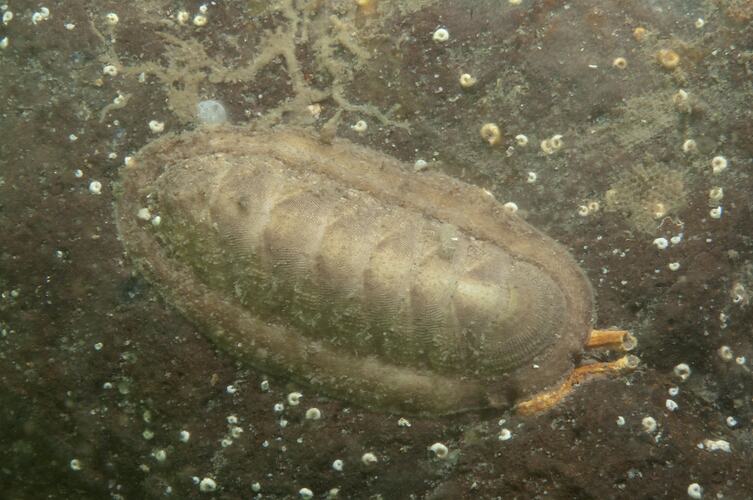 <em>Ischnochiton (Heterozona) cariosus</em>, chiton. Western Port, Victoria.