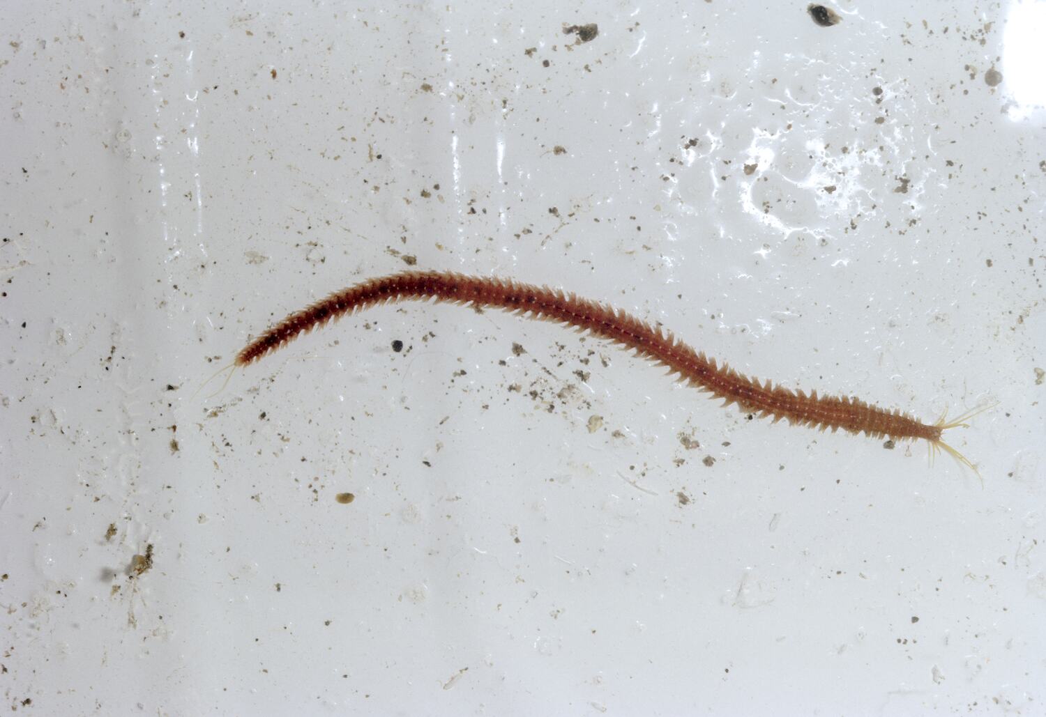 Slide Worm Under Rocks Garden Cove Macquarie Island Tasmania Dec 1959