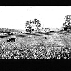 Negative - Dairy Pasture & Hay Paddock, F.C. Williames' Farm, Hill End, Gippsland, Victoria, circa 1930