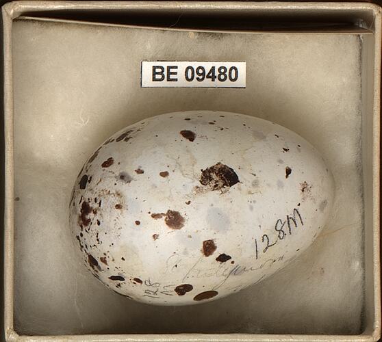 Bird egg with specimen labels in box.