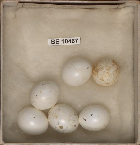 Six bird eggs with specimen labels in box.