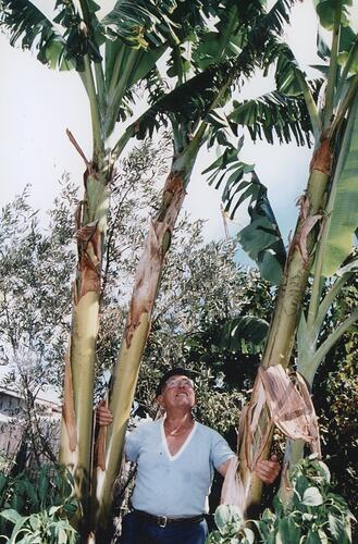 Salvatore Mazzarino with Banana Palms in his Garden, St Albans, Melbourne, 1980s