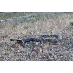 <em>Pseudechis porphyriacus</em>, Red-bellied Black Snake. Grampians National Park, Victoria.