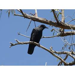 An Australian Raven perched on a branch against a blue sky.