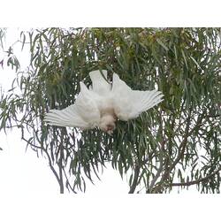 White cockatoo, wings spread, hanging upside down from leafy tree.