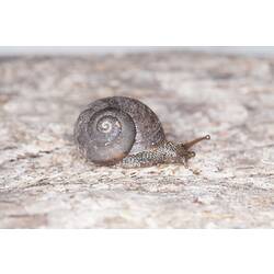 <em>Chloritobadistes</em> sp., snail. Grampians National Park, Victoria.