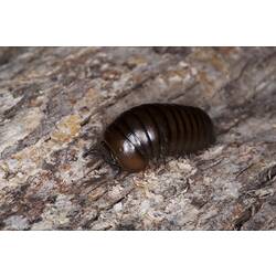 Class Diplopoda, millipede. Wilsons Promontory National Park, Victoria.