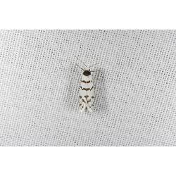 <em>Lepidoscia cataphracta</em>, Psychid moth. Grampians National Park, Victoria.