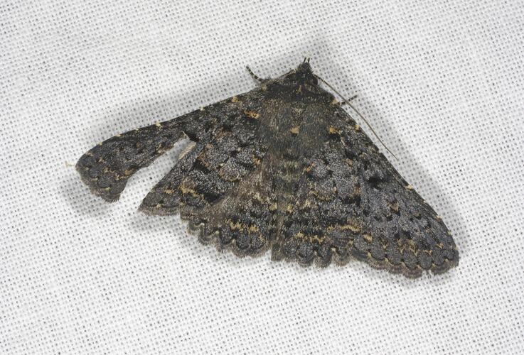 <em>Praxis edwardsii</em>, moth. Grampians National Park, Victoria.