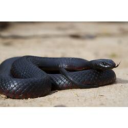 <em>Pseudechis porphyriacus</em>, Red-bellied Black Snake. Grampians National Park, Victoria.