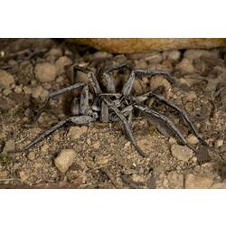 Family Lycosidae, wolf spider. Grampians National Park, Victoria.
