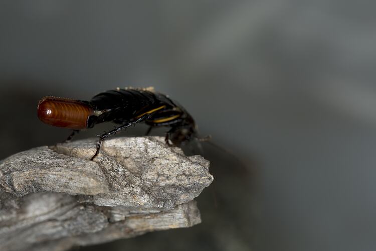 <em>Platyzosteria</em> sp., wood cockroach. Grampians National Park, Victoria.