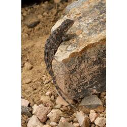 Grey, spiky lizard with variable patterning on rock.