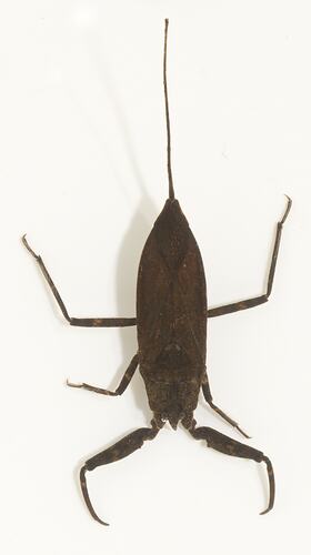 Brown insect, enlarged front legs, long abdominal extension.