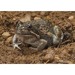 Brownish frog, creamy belly, whitish line on face.
