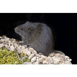 Grey swamp rat standing on pale stones, side view.